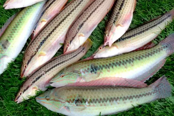 意外と知らない魚の 氷締め 酒締め 仮死状態から蘇生は可能 21年8月14日 エキサイトニュース 3 3