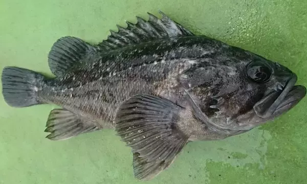 「北海道の釣りといえばロックフィッシュゲーム！釣り方やおすすめタックル特集」の画像