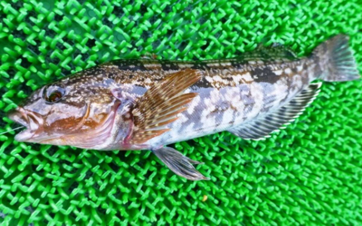 北海道の釣りといえばロックフィッシュゲーム 釣り方やおすすめタックル特集 21年5月21日 エキサイトニュース