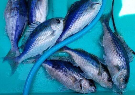 アオダイって知ってる？特徴や生態・釣り方・食べ方を詳しくチェック