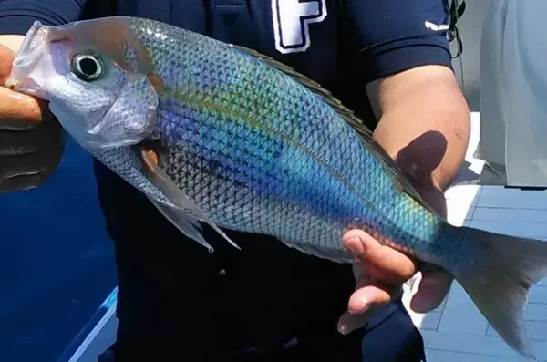 アオダイって知ってる？特徴や生態・釣り方・食べ方を詳しくチェック