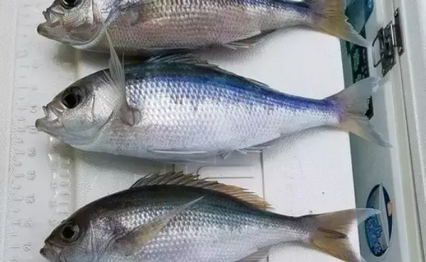 「アオダイって知ってる？特徴や生態・釣り方・食べ方を詳しくチェック」の画像