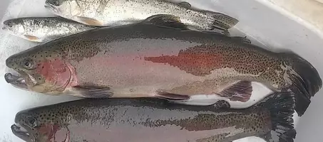 サヨリの刺身を食べたい 特徴や釣り方 食べ方を詳しくチェック 21年10月17日 エキサイトニュース サヨリの刺身を食べたい 特徴や釣り方 食べ方を詳しくチェック 21年10月17日 エキサイトニュース