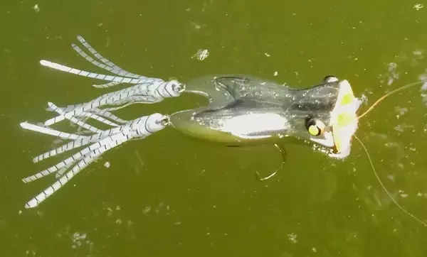 「春のビッグバスをロペで釣りたい！使い方やおすすめタックルを徹底特集」の画像