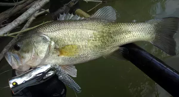 春のビッグバスをロペで釣りたい！使い方やおすすめタックルを徹底特集