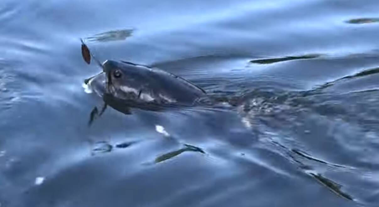 タライロンってどんな魚なの 南米アマゾン川に生息するフィッシュイーター 21年5月28日 エキサイトニュース