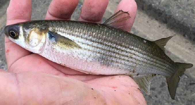 ボラの刺身って食べたことある 釣ってさばいて美味しく食べてみよう 21年5月30日 エキサイトニュース