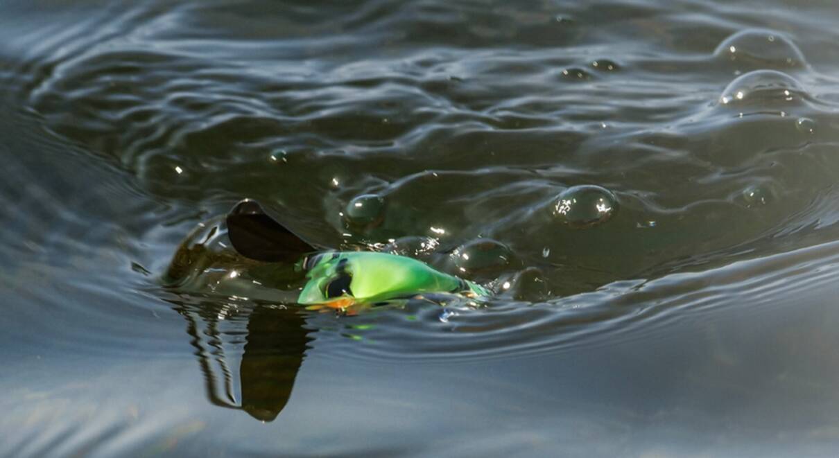 人気のマイクロポンパドールに21年ニューカラーが追加ラインナップ 21年5月19日 エキサイトニュース