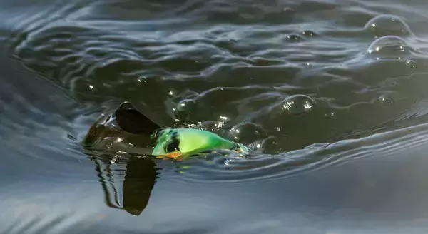 「人気のマイクロポンパドールに2021年ニューカラーが追加ラインナップ！」の画像