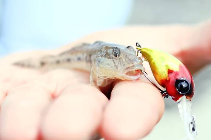 ハゼの釣れる時期っていつか知ってる ルアーで狙えるハゼの釣り方特集 21年6月6日 エキサイトニュース