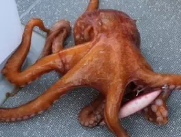 タコの締め方ってどうすればいいの おすすめの釣りタックルもチェック 21年11月7日 エキサイトニュース