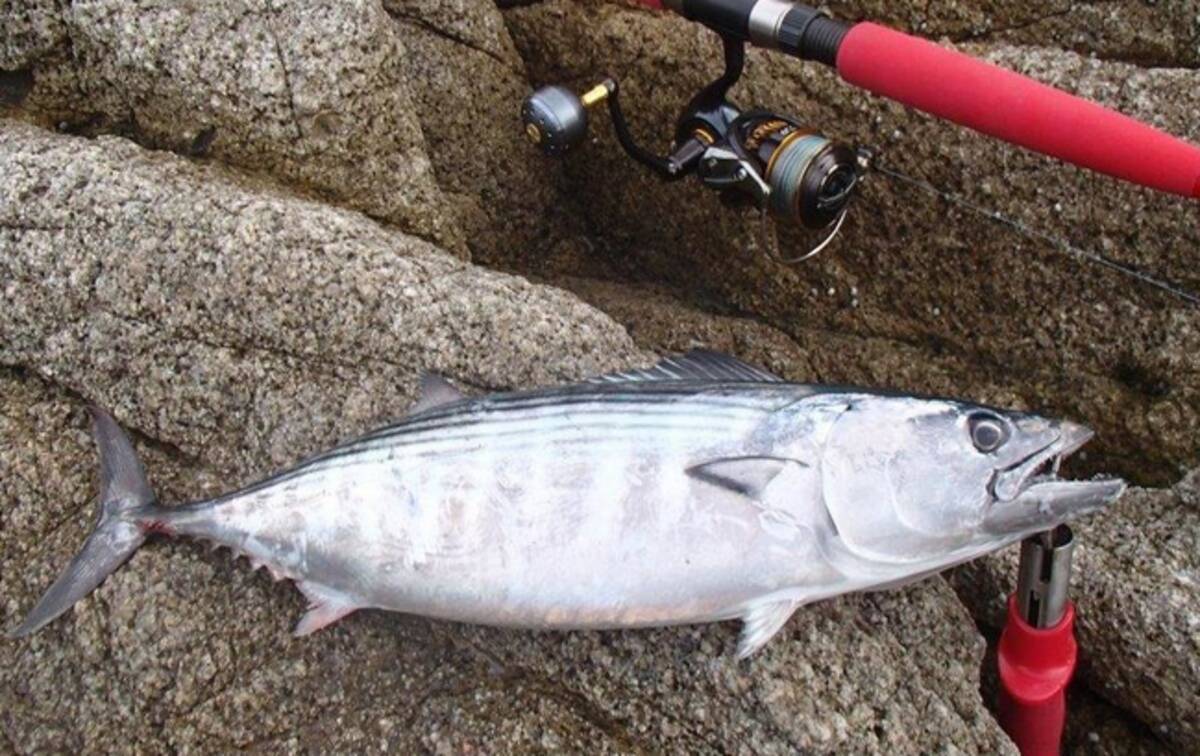 血抜きして釣った魚を美味しく食べたい 締め方とおすすめ便利アイテム 21年6月26日 エキサイトニュース