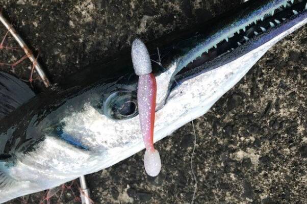 ダツはとても危険な魚 その生態や釣り方 食べ方を詳しくチェック 21年6月30日 エキサイトニュース 5 5