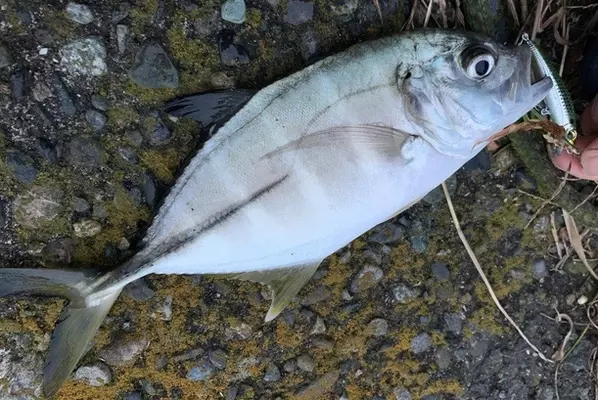 この魚めっちゃかわいい 釣って楽しいカワイイ系魚をピックアップ 21年5月7日 エキサイトニュース