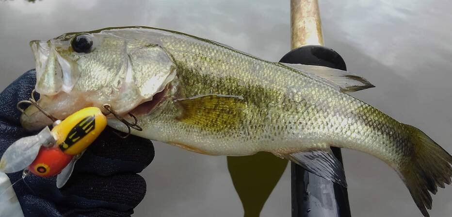 雨の多い梅雨の時期にバスを釣るにはどうすればいいの？おすすめルアー特集