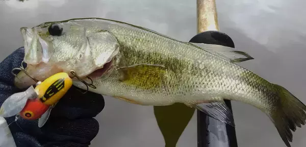 「雨の多い梅雨の時期にバスを釣るにはどうすればいいの？おすすめルアー特集」の画像