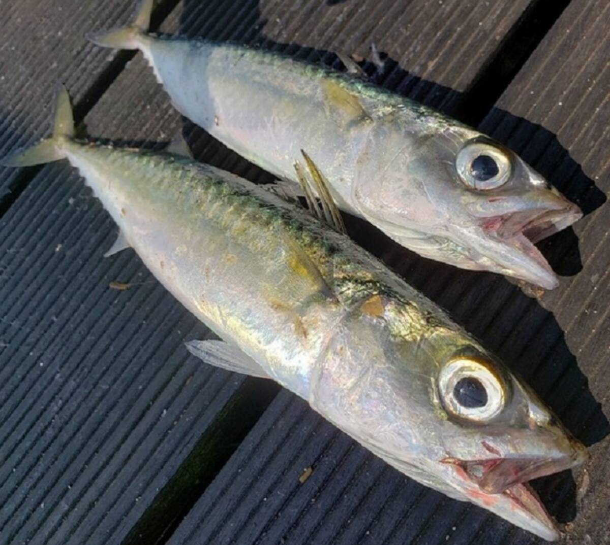 サバを釣って美味しく食べたい でも寄生虫が付いてるってホント 21年7月5日 エキサイトニュース