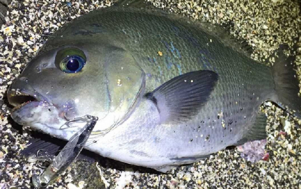 ダツはとても危険な魚 その生態や釣り方 食べ方を詳しくチェック 21年6月30日 エキサイトニュース