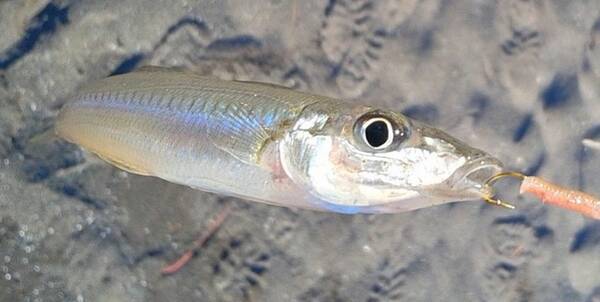 餌釣りを楽しみたい どんな釣り方をすれば魚をゲットできるの 21年7月8日 エキサイトニュース