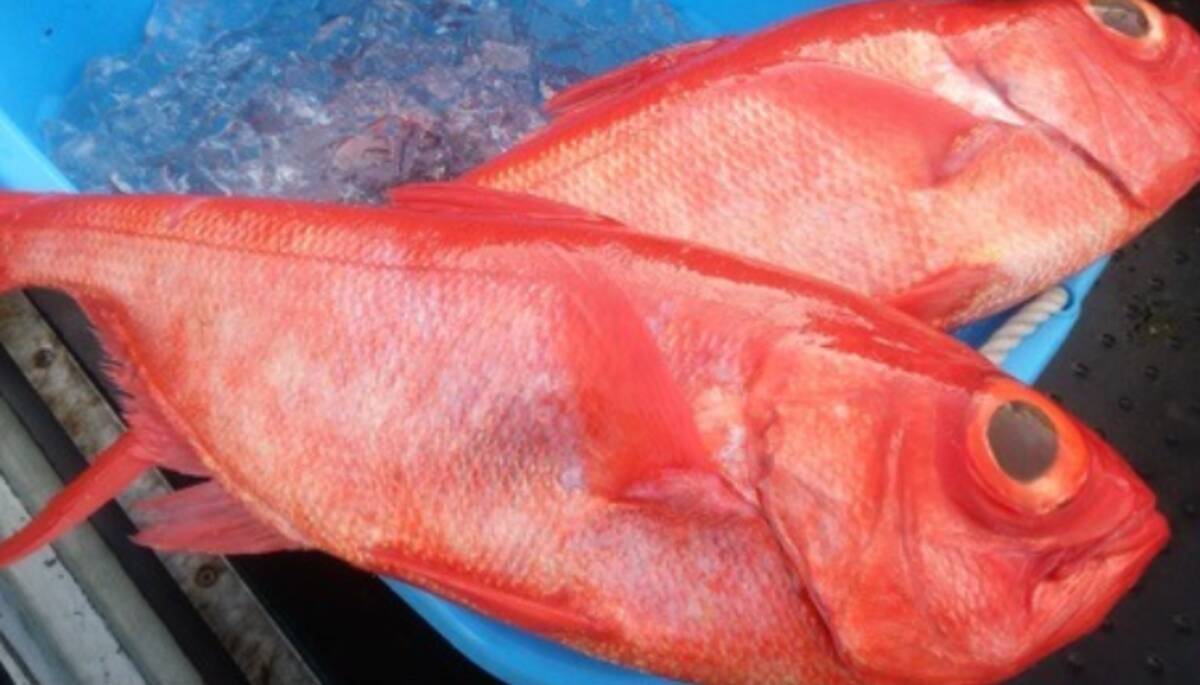 キンメダイの旬っていつごろなの 食べて美味しい深海魚の特徴や釣り方 食べ方特集 21年7月14日 エキサイトニュース