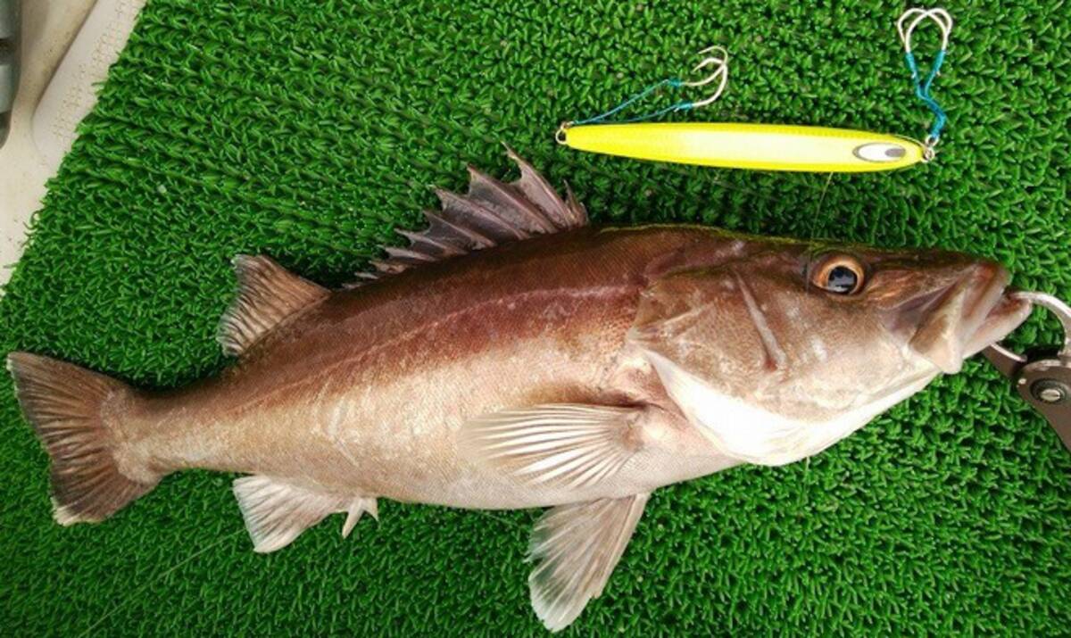 アラを釣って食べたい 深場に棲む高級魚の釣り方 食べ方を詳しくチェック 21年7月15日 エキサイトニュース