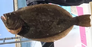 ヒラメって釣るにはどうすればいいの 食べて美味しい旬や釣り方を知りたい 21年5月2日 エキサイトニュース