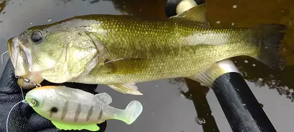 「ユニオンギルスイマー95最速インプレ！2021年新発売のフローティングスイムベイト」の画像