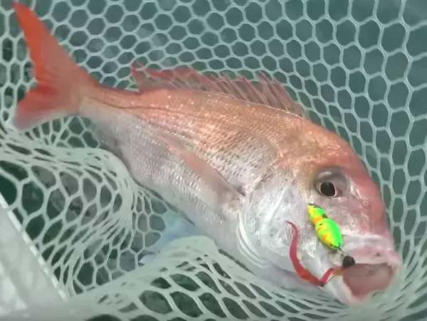 「タイラバタックルを選ぶにはどうすればいいの？おすすめアイテムをチェック」の画像