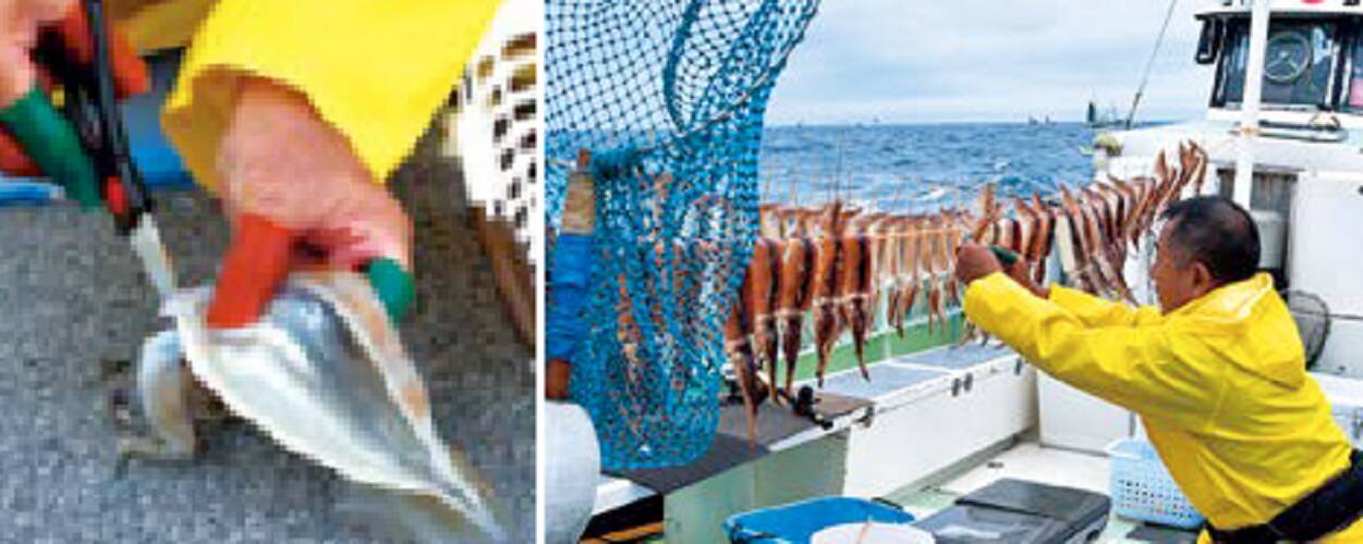 イカ名人の技に学ぶ多点テク～スルメ釣りの楽園・石廊崎沖～