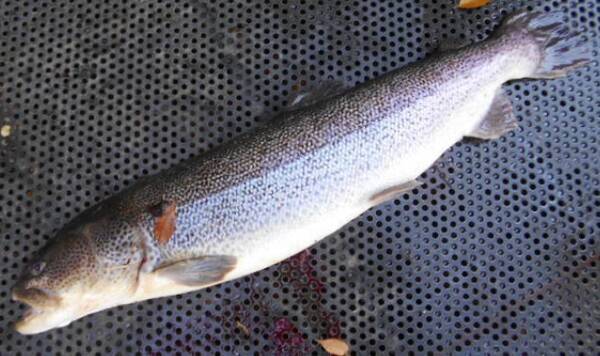 イトウを釣りたい 日本最大の淡水魚は北海道でしか釣れないの 21年8月5日 エキサイトニュース