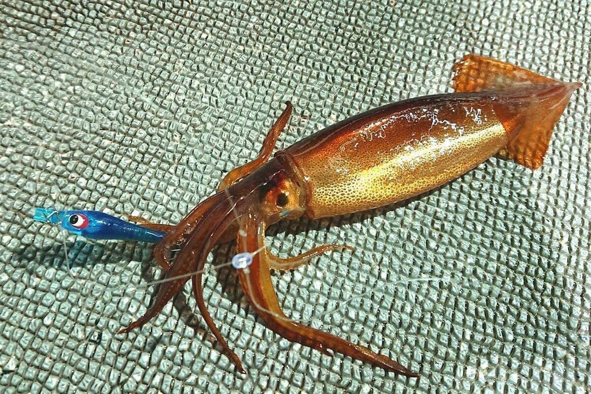 日本海の剣先イカをイカメタルで楽しむ。大剣が好調な香住沖の剣先イカ。ボトムからの誘い上げで数、型ともに満足の釣果。