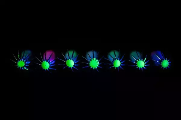 「日本海の剣先イカをイカメタルで楽しむ。大剣が好調な香住沖の剣先イカ。ボトムからの誘い上げで数、型ともに満足の釣果。」の画像