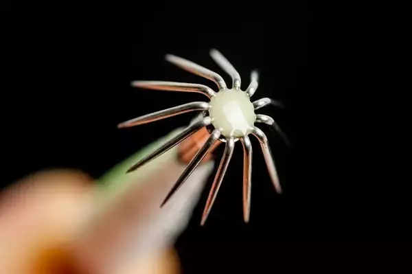 「日本海の剣先イカをイカメタルで楽しむ。大剣が好調な香住沖の剣先イカ。ボトムからの誘い上げで数、型ともに満足の釣果。」の画像