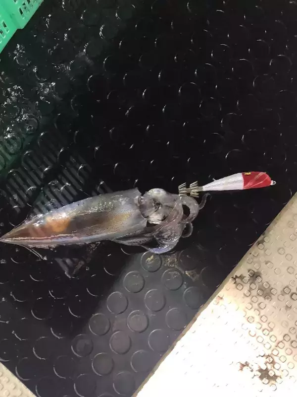 日本海の剣先イカをイカメタルで楽しむ。大剣が好調な香住沖の剣先イカ。ボトムからの誘い上げで数、型ともに満足の釣果。