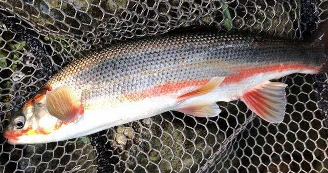 ウグイって釣ったことある？特徴や釣り方・おすすめタックルを詳しくチェック