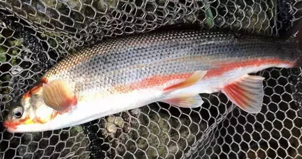 「ウグイって釣ったことある？特徴や釣り方・おすすめタックルを詳しくチェック」の画像