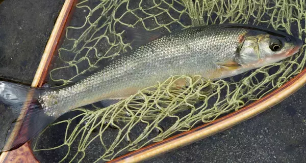 ウグイって釣ったことある？特徴や釣り方・おすすめタックルを詳しくチェック