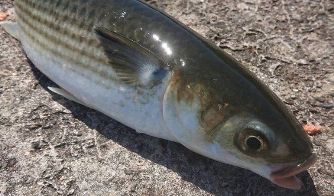 ボラの釣り方ってどうすればいいの ニオイが気になるけど意外と美味しい魚 21年9月8日 エキサイトニュース 2 5