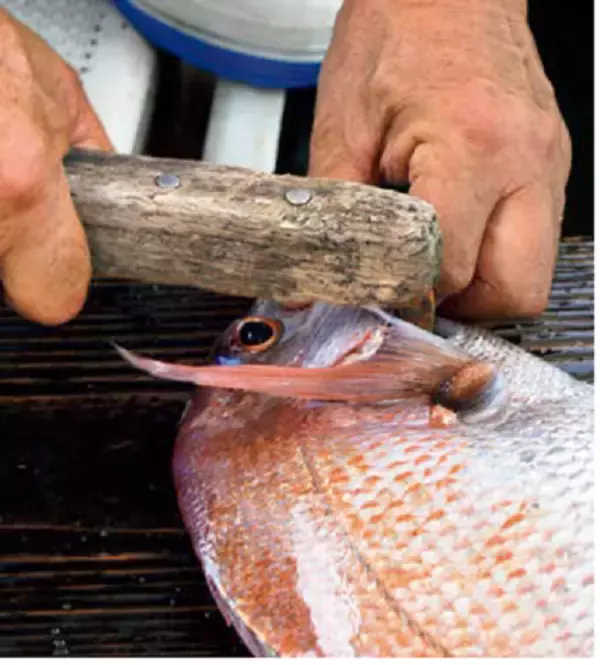 「出張＋おまけ釣行！宮島沖で速潮洗う瀬戸の鯛！」の画像