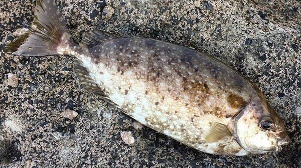 アイゴのトゲに注意 磯釣りで釣れる毒を持った魚の特徴や生態をチェック 21年9月18日 エキサイトニュース
