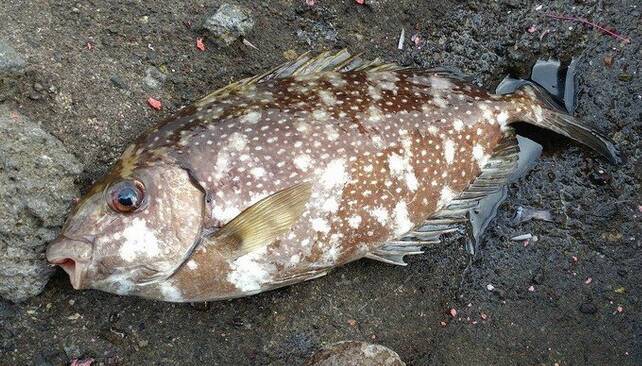 アイゴのトゲに注意 磯釣りで釣れる毒を持った魚の特徴や生態をチェック 21年9月18日 エキサイトニュース 5 5