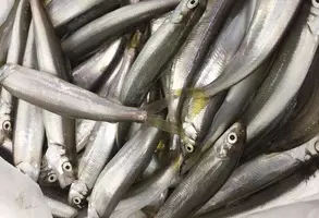 ノーザンパイクってどんな魚なの 習性や釣り方について詳しくチェック 21年6月26日 エキサイトニュース