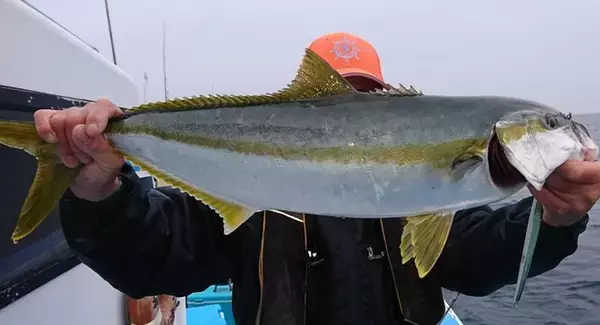 「釣れたヒラマサを美味しく食べたい！さばき方ってやっぱり難しいの？」の画像