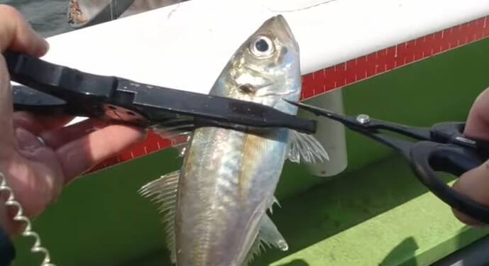 釣った魚はどうすればいいの 締め方をマスターして持ち帰ろう 21年9月30日 エキサイトニュース