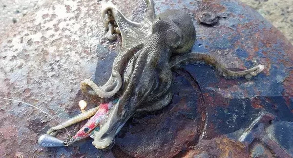 「オクトパッシングってどんな釣り方なの？アプローチ方法＋おすすめタックル特集」の画像