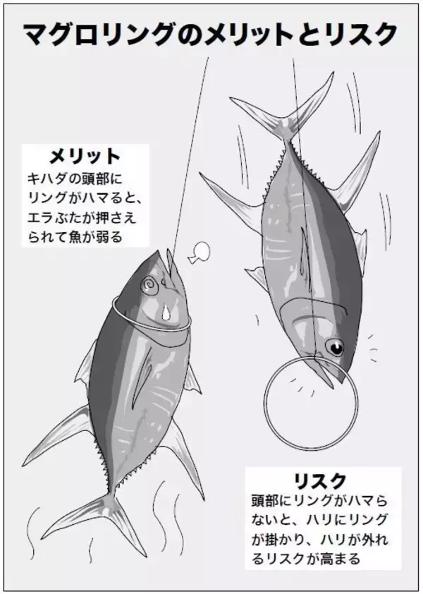 「ラストチャンスをモノにする！キハダ必釣Q＆A/激闘！」の画像