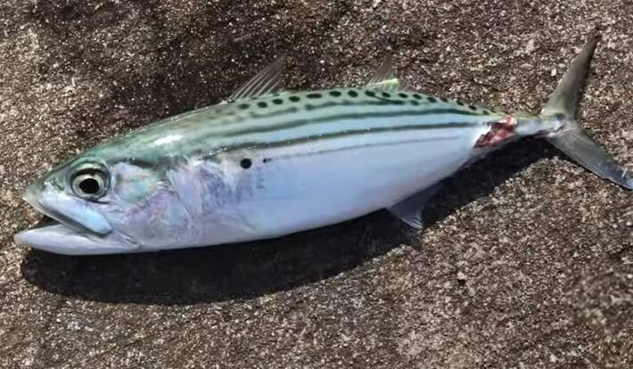 沖縄で釣れるグルクマってどんな魚なの 特徴や釣り方を詳しくチェック 21年10月15日 エキサイトニュース