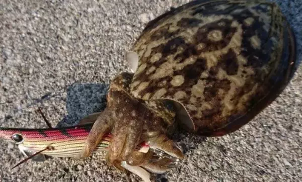 「コウイカの釣り方をマスターしたい！いつものエギングとはちょっと違うアプローチに注目」の画像