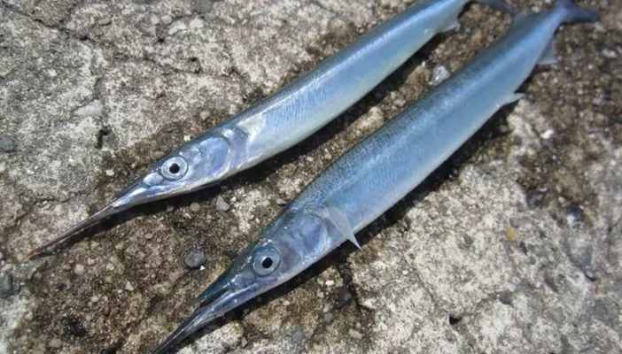 コウイカを釣り上げて刺身で食べたい 釣り方や食べ方をチェック 21年12月1日 エキサイトニュース