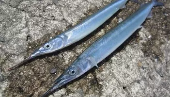 チカってどんな魚なの 特徴や釣り方 食べ方を詳しくチェック 21年9月日 エキサイトニュース